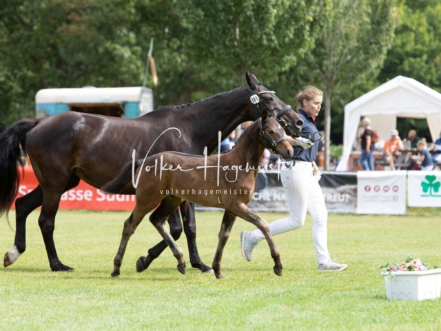 PSB Fohlenchampionat 4