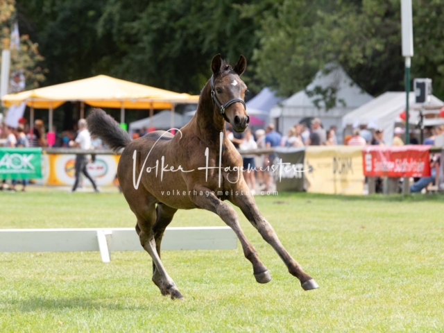 PSB Fohlenchampionat 5