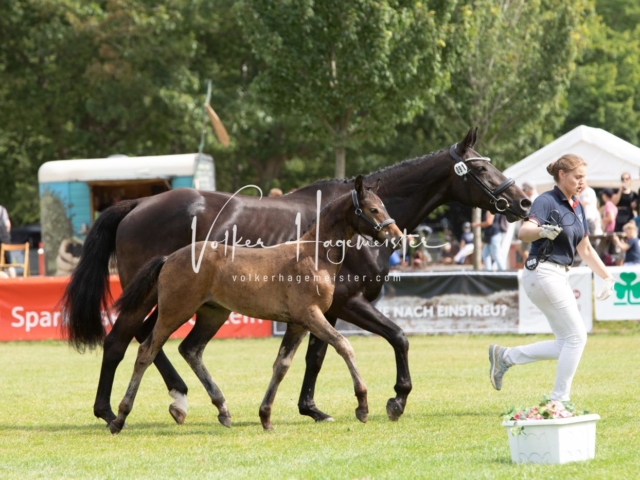 PSB Fohlenchampionat 6