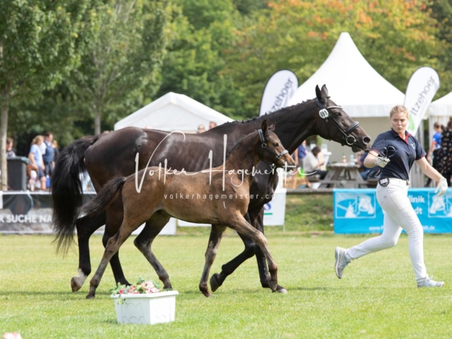 PSB Fohlenchampionat 7