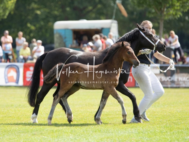 PSB Fohlenchampionat 9