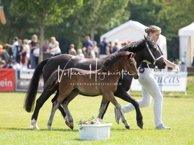 PSB Fohlenchampionat 10