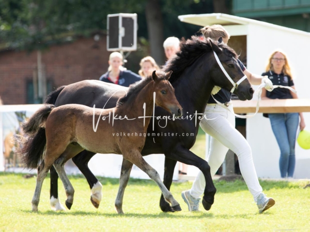 PSB Fohlenchampionat 11