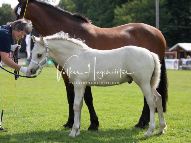 PSB Fohlenchampionat 12