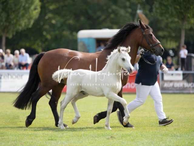 PSB Fohlenchampionat 13