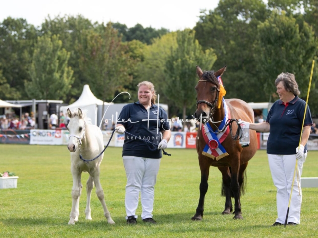 PSB Fohlenchampionat 14