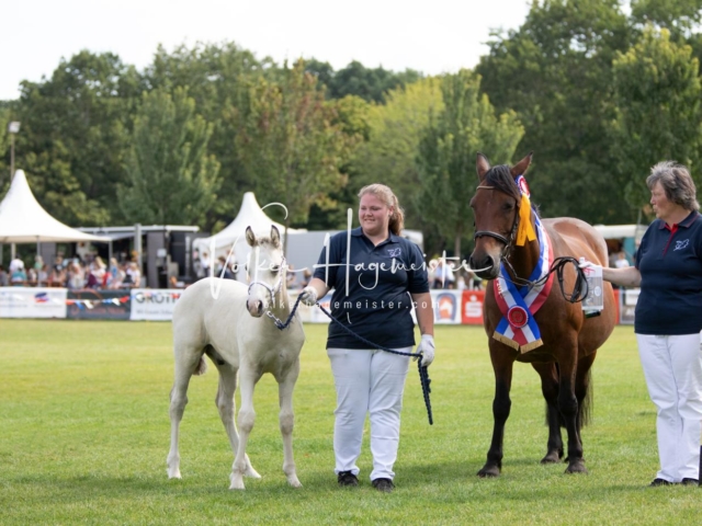 PSB Fohlenchampionat 15