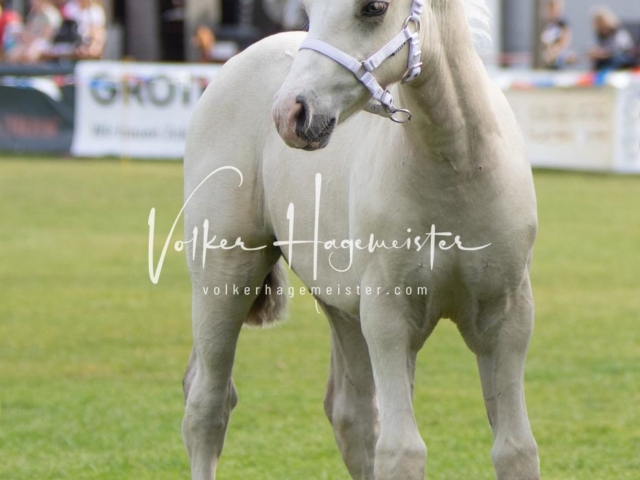 PSB Fohlenchampionat 16