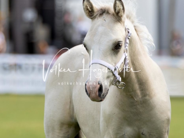 PSB Fohlenchampionat 17