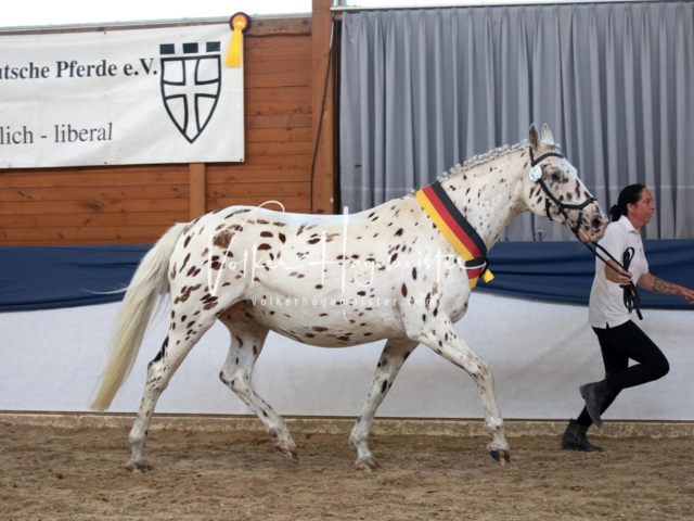 ZfdP Bundesschau Samstag 1