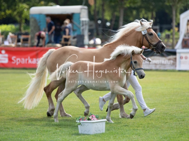 PSB Fohlenchampionat 18