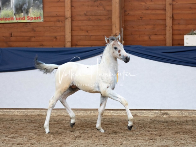 ZfdP Bundesschau Samstag 3