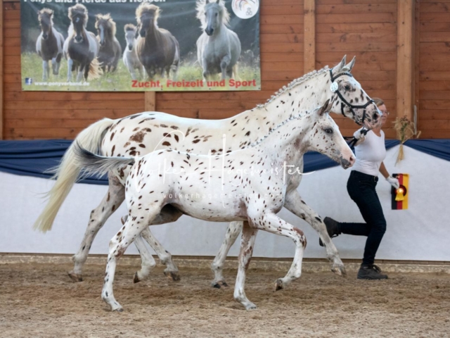 ZfdP Bundesschau Samstag 4