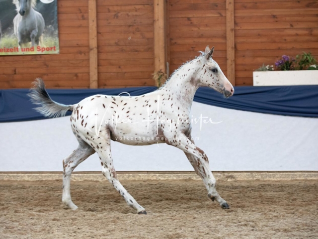 ZfdP Bundesschau Samstag 5