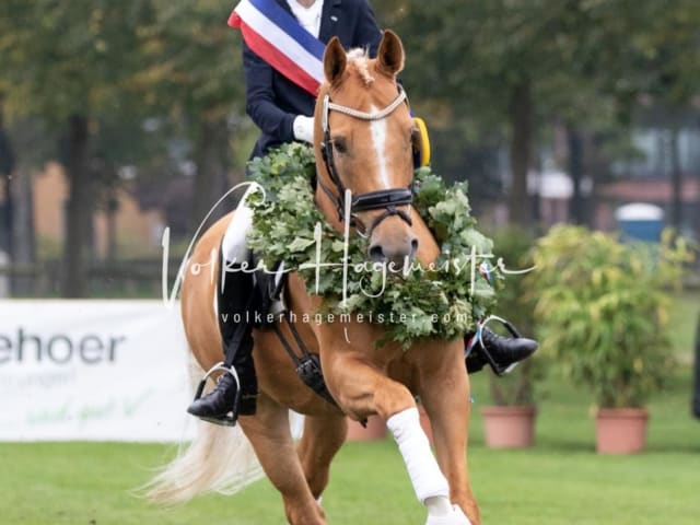 Landesponyturnier SH/HH Impressionen Samstag 14