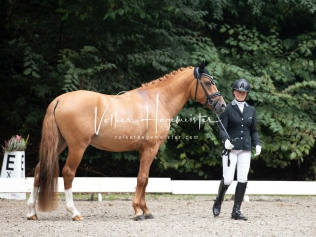 Landesponyturnier SH/HH Impressionen Samstag 18