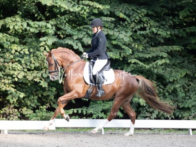 Landesponyturnier SH/HH Impressionen Samstag 19