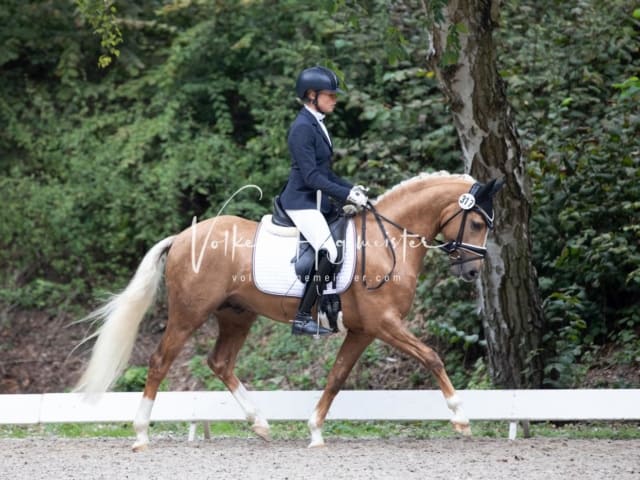 Landesponyturnier SH/HH Impressionen Samstag 29