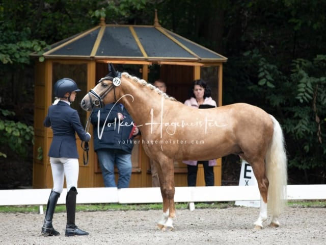 Landesponyturnier SH/HH Impressionen Samstag 30