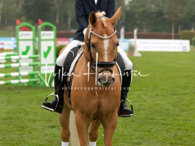 Landesponyturnier SH/HH Impressionen Samstag 9