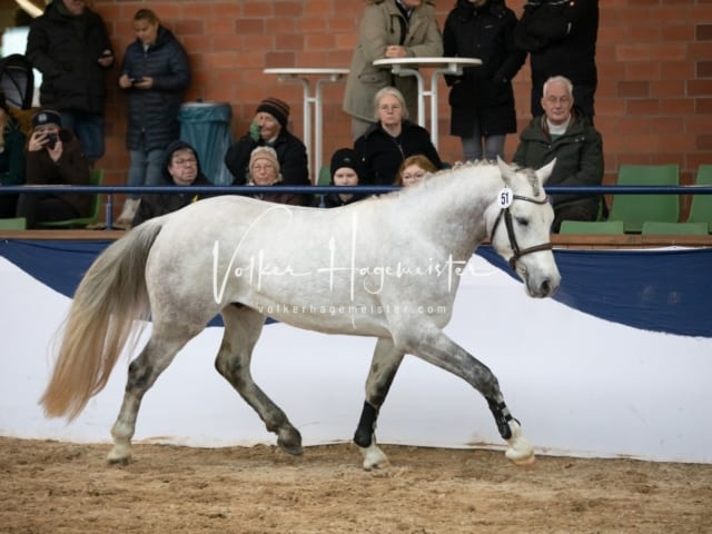 ZfdP Körung Sonntag 2