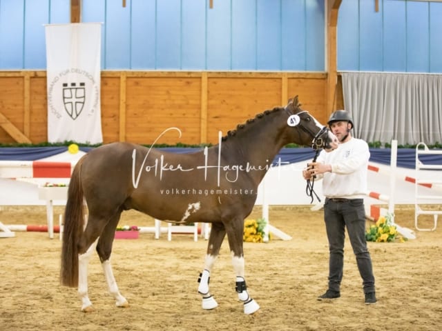 ZfdP Körung Sonntag 4