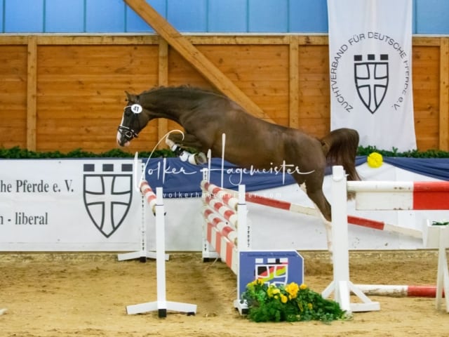 ZfdP Körung Sonntag 5