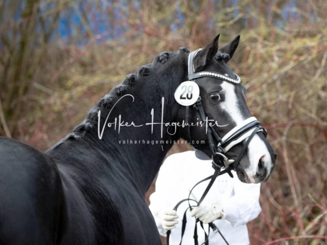 ZfdP Körung Sonntag 11