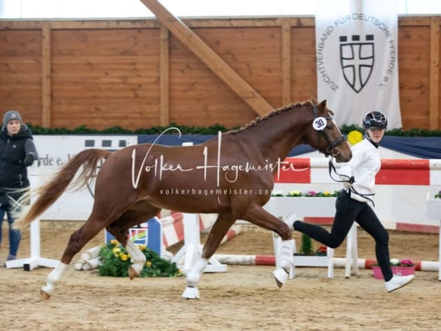 ZfdP Körung Sonntag 8