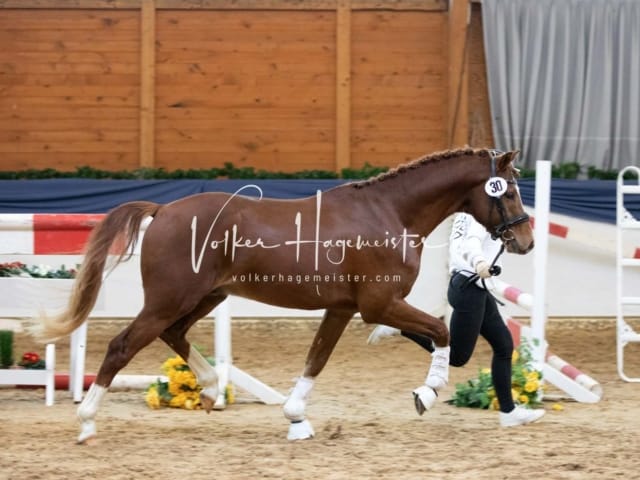 ZfdP Körung Sonntag 9