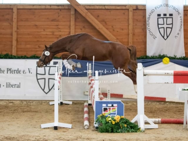 ZfdP Körung Sonntag 10