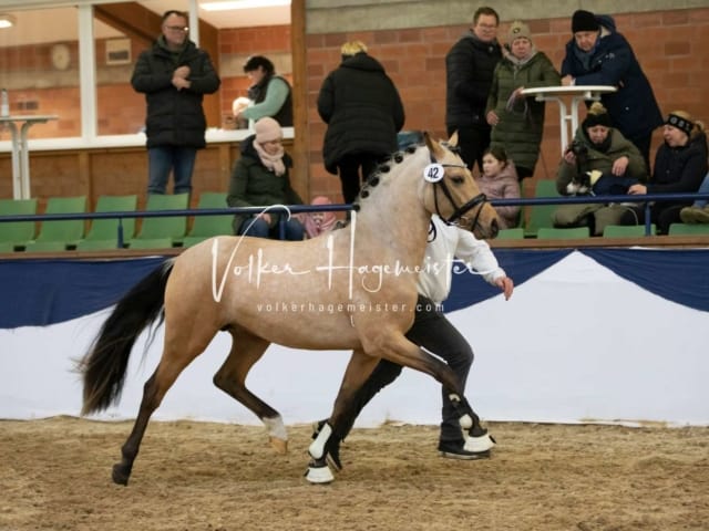 ZfdP Körung Sonntag 12