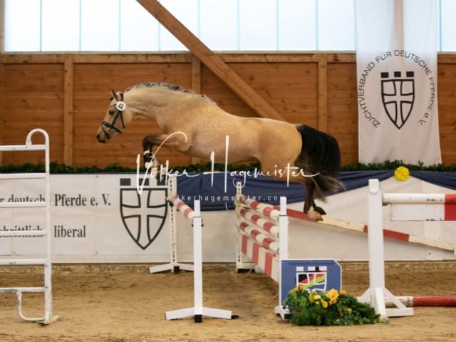 ZfdP Körung Sonntag 13