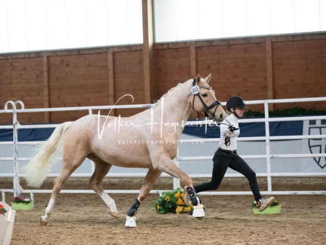 ZfdP Körung Sonntag 14