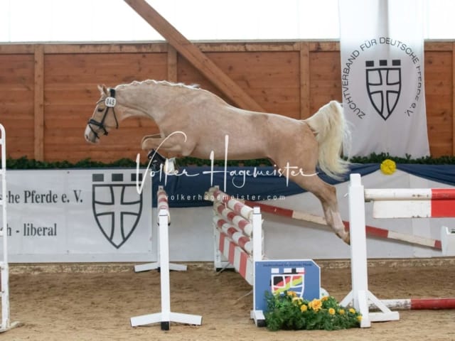 ZfdP Körung Sonntag 15