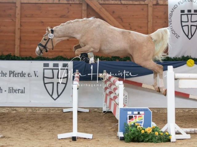 ZfdP Körung Sonntag 16