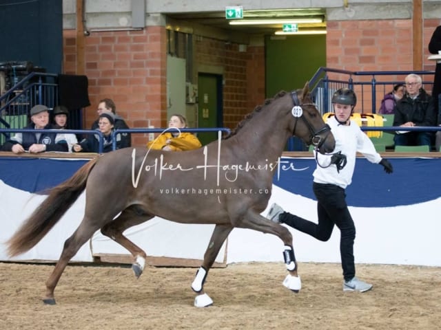ZfdP Körung Sonntag 17
