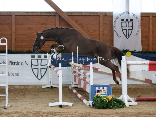 ZfdP Körung Sonntag 18