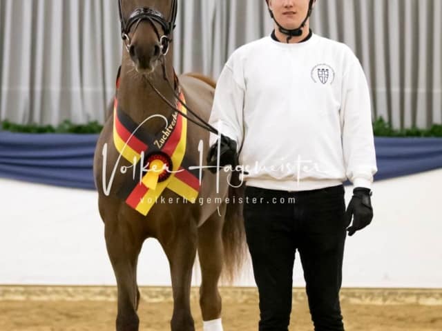 ZfdP Körung Sonntag 21