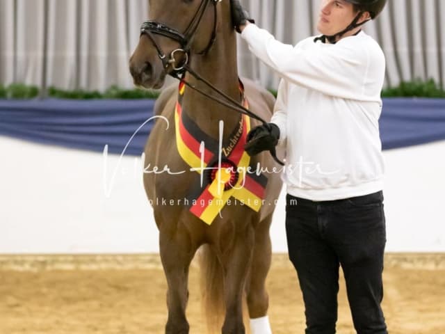 ZfdP Körung Sonntag 22