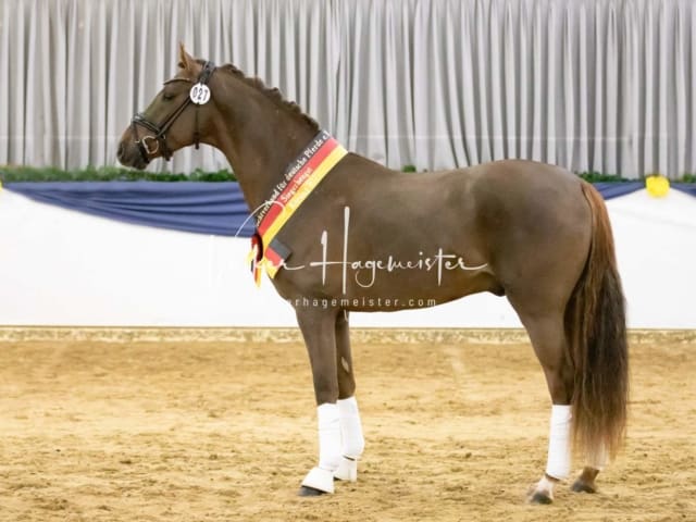 ZfdP Körung Sonntag 24