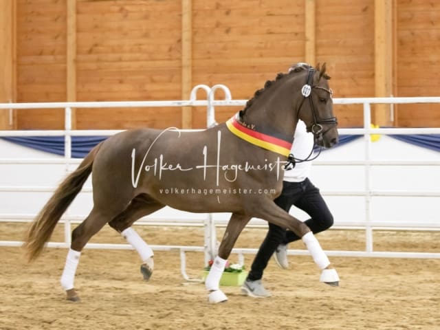 ZfdP Körung Sonntag 25