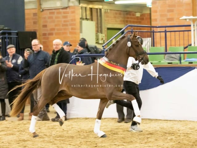 ZfdP Körung Sonntag 26