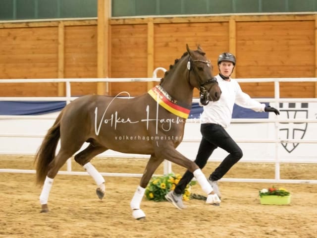 ZfdP Körung Sonntag 27