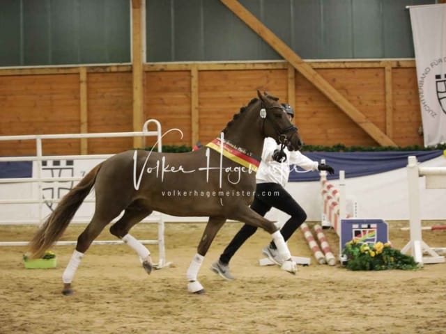 ZfdP Körung Sonntag 28