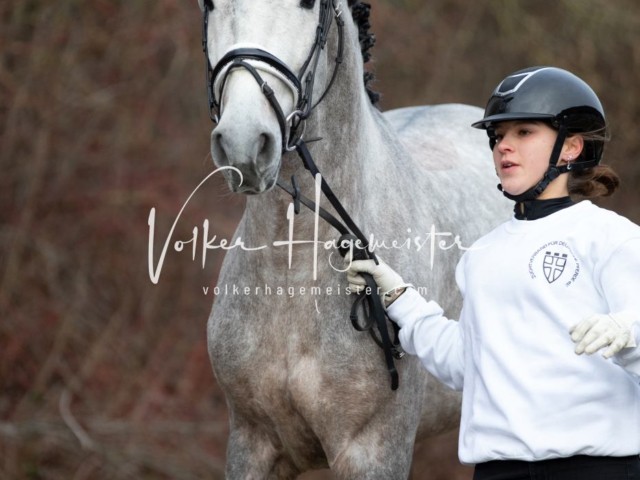 ZfdP Körung Sonntag 29