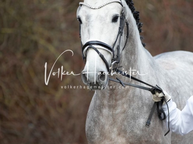 ZfdP Körung Sonntag 30