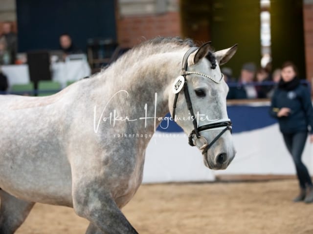 ZfdP Körung Sonntag 1