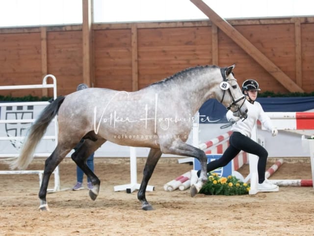 ZfdP Körung Sonntag 2