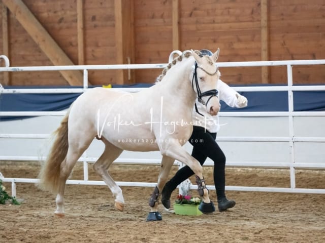 ZfdP Körung Sonntag 3